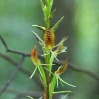 Cryptostylis arachnites (Blume) Hassk.